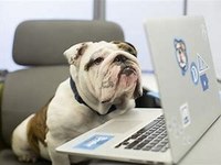 Dog on Computer Cropped.jpg